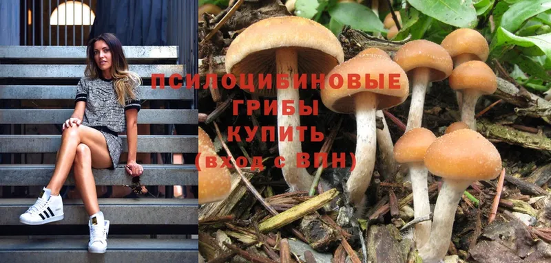 Псилоцибиновые грибы Psilocybine cubensis  Тихвин 